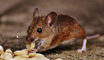 24 Hour & Emergency Exterminators in Shelbyville, IN